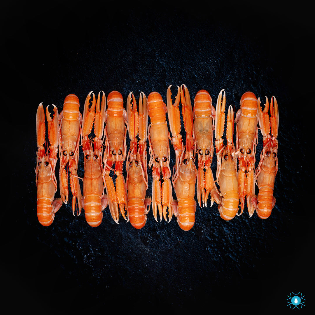 Langoustine - 800g