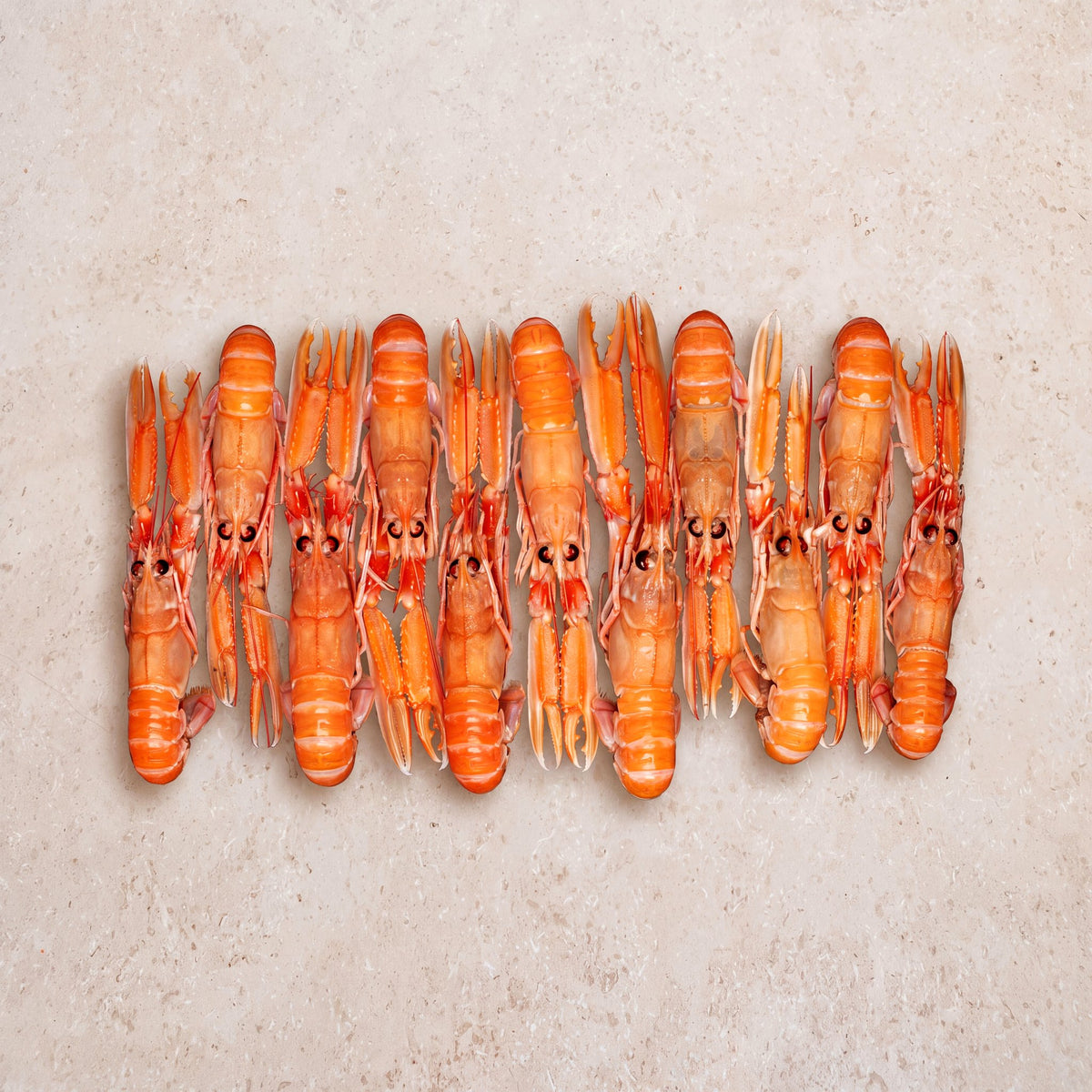 Langoustine - 800g | CarniStore Dubai