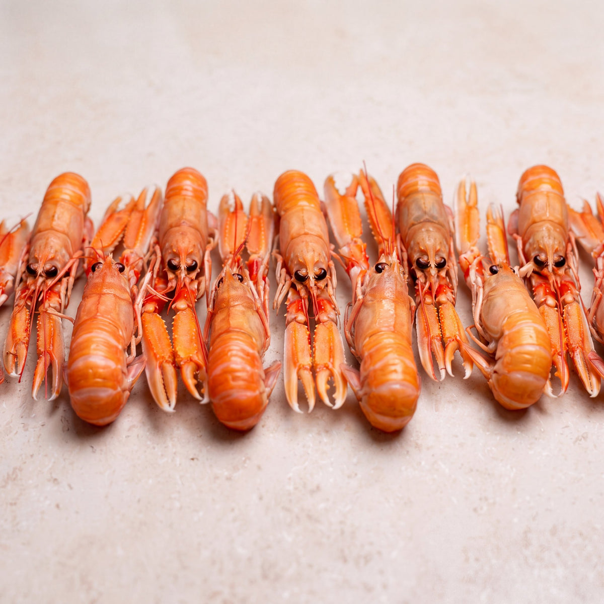 Langoustine - 800g | CarniStore Dubai