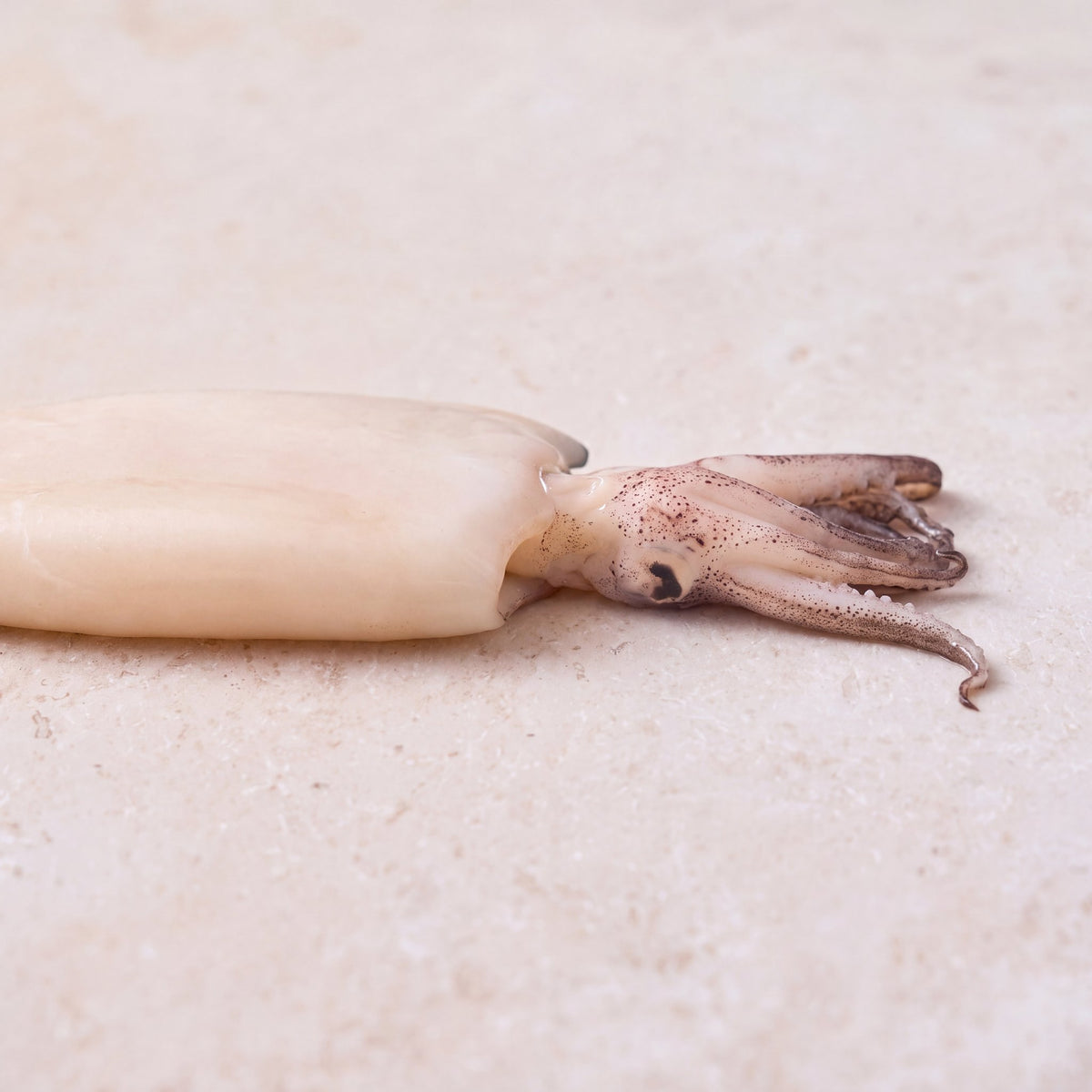 Patagonian Squid - 900g | CarniStore Dubai