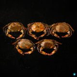 Soft Shell Crab - 500g