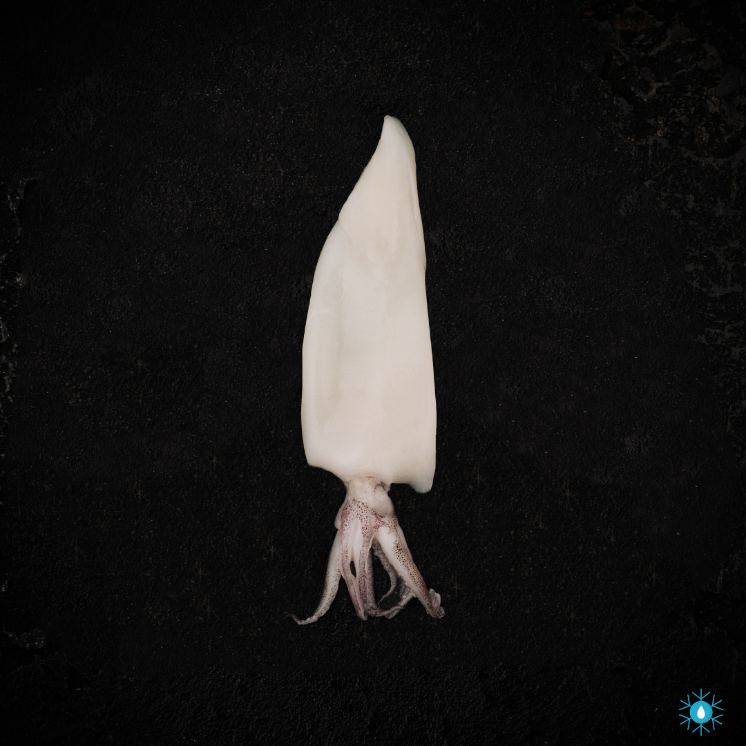 Patagonian Squid - 900g